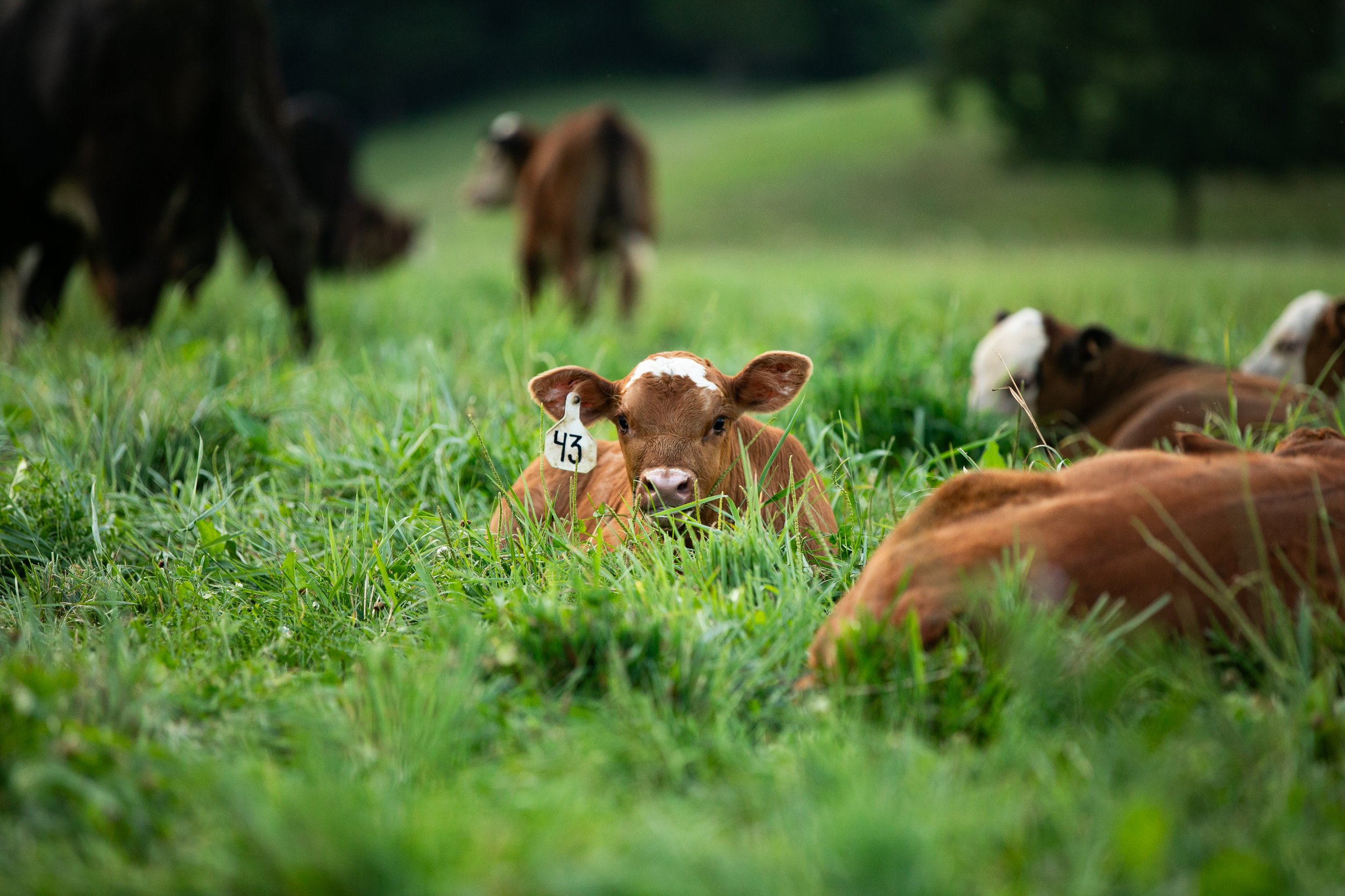A young brown calf with white markings lying in tall green grass, with a tagged ear showing the number 43, surrounded by other cows resting and grazing in a lush pasture.