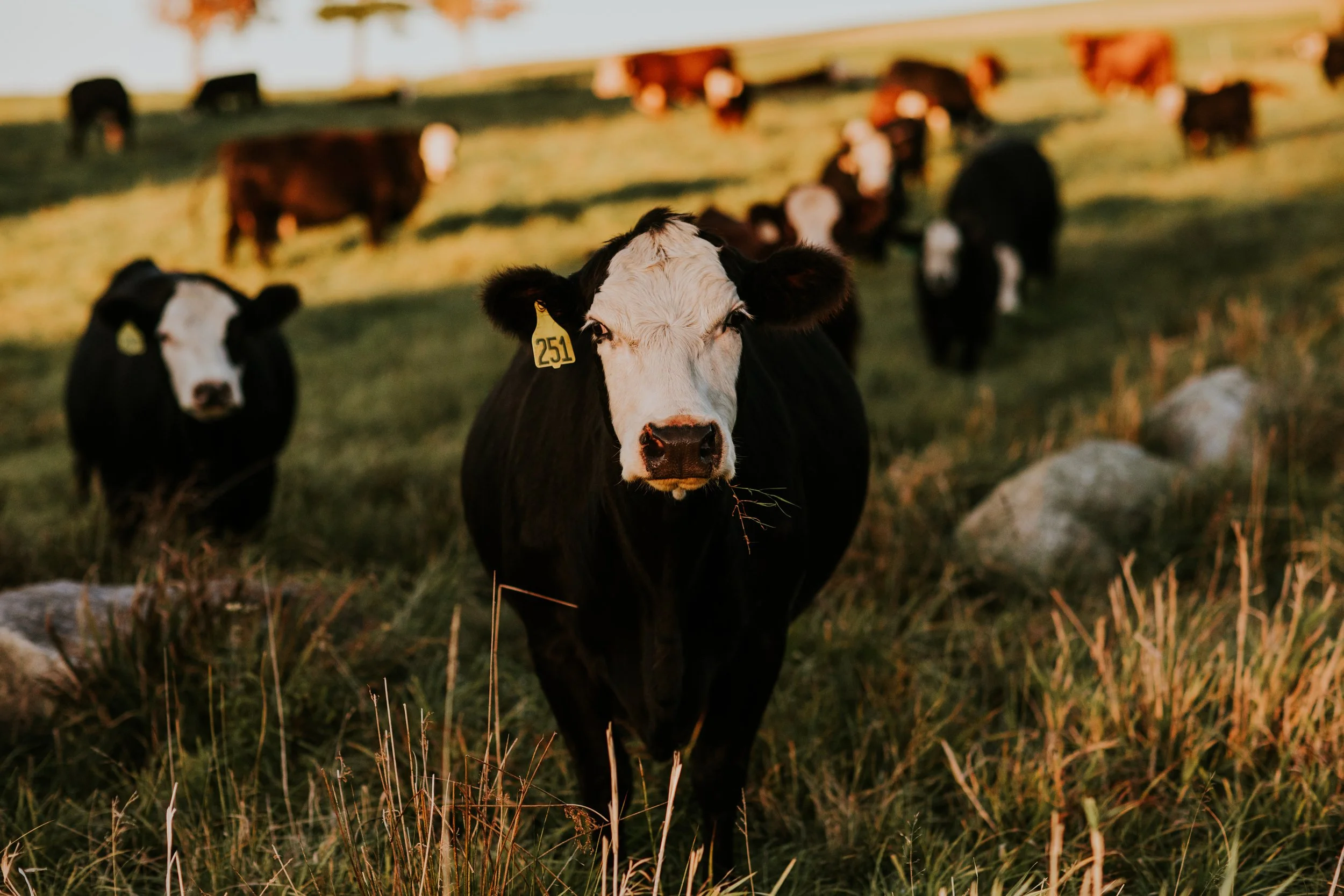A black and white cow standing in a grassy field with other cows grazing in the background, captured during sunset.