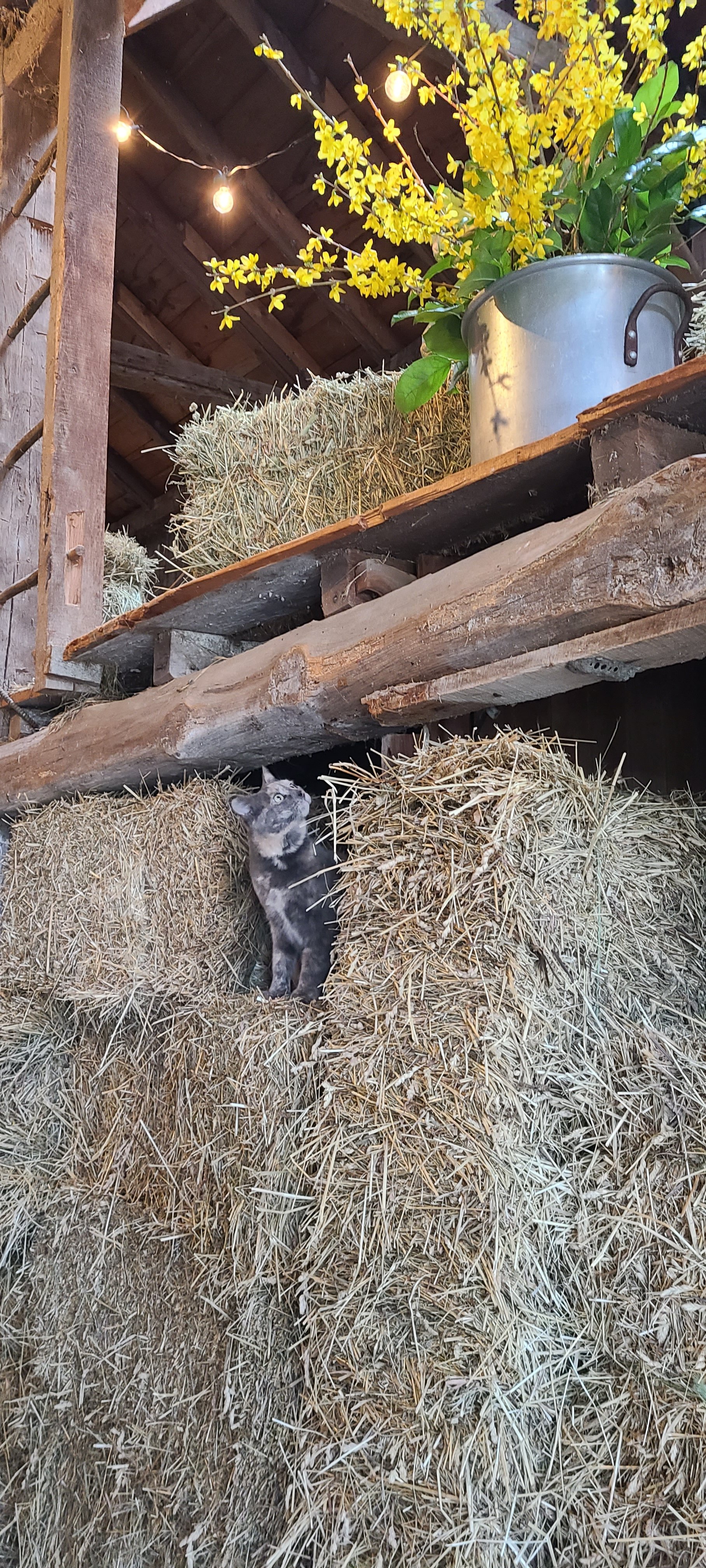A small tabby kitten sitting among hay bales with a wooden loft above, decorated with string lights and a potted yellow flowering plant.