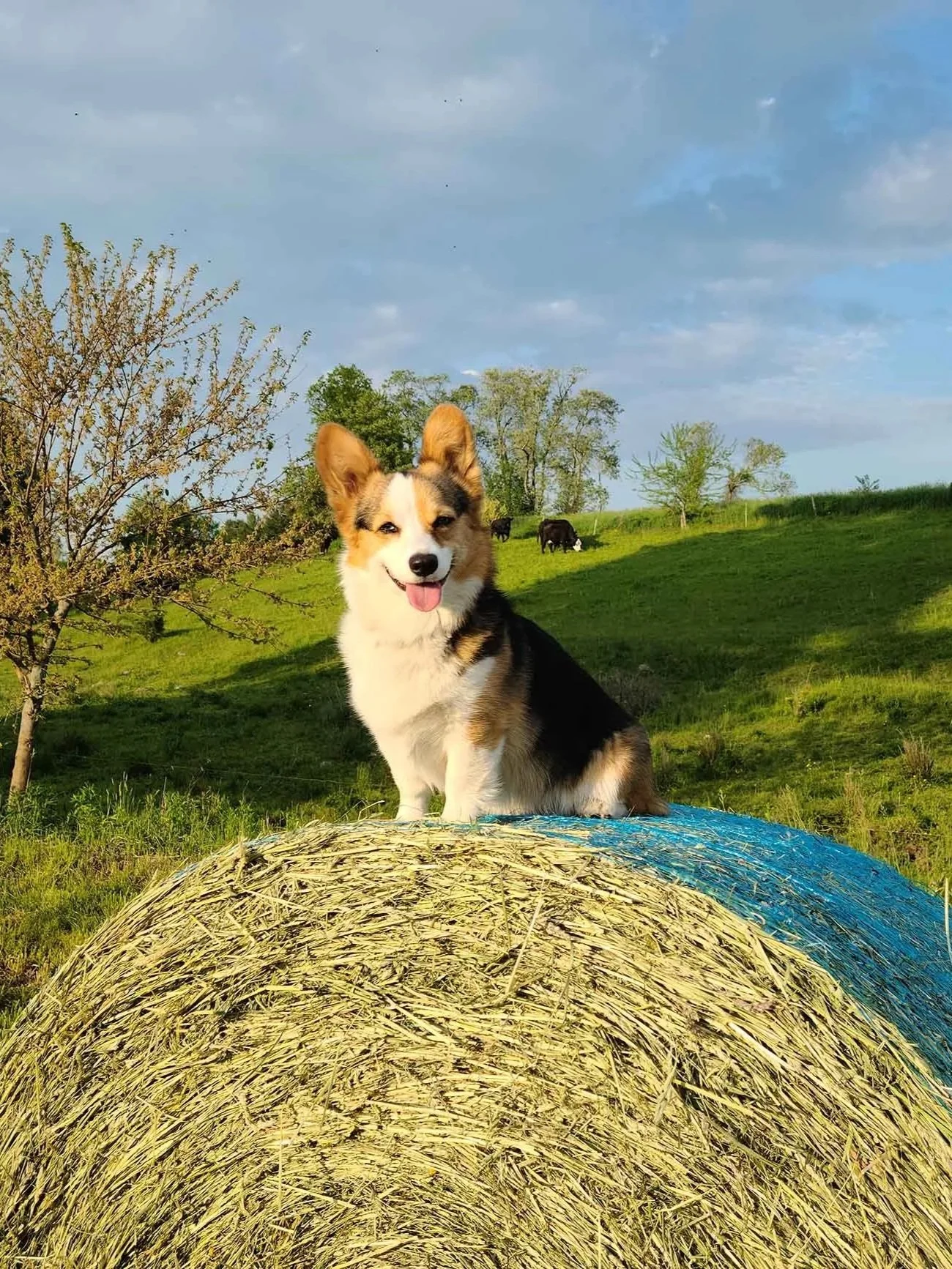 A cheerful corgi dog with a white, black, and tan coat sitting on top of a hay bale in a green field, with cows grazing and trees in the background under a partly cloudy sky.