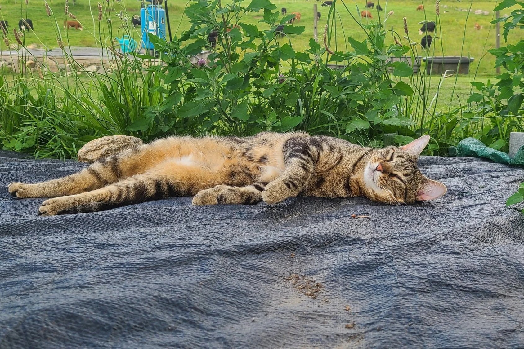 A tabby cat is lying on its side, with grassy plants and a green field with cows in the background.
