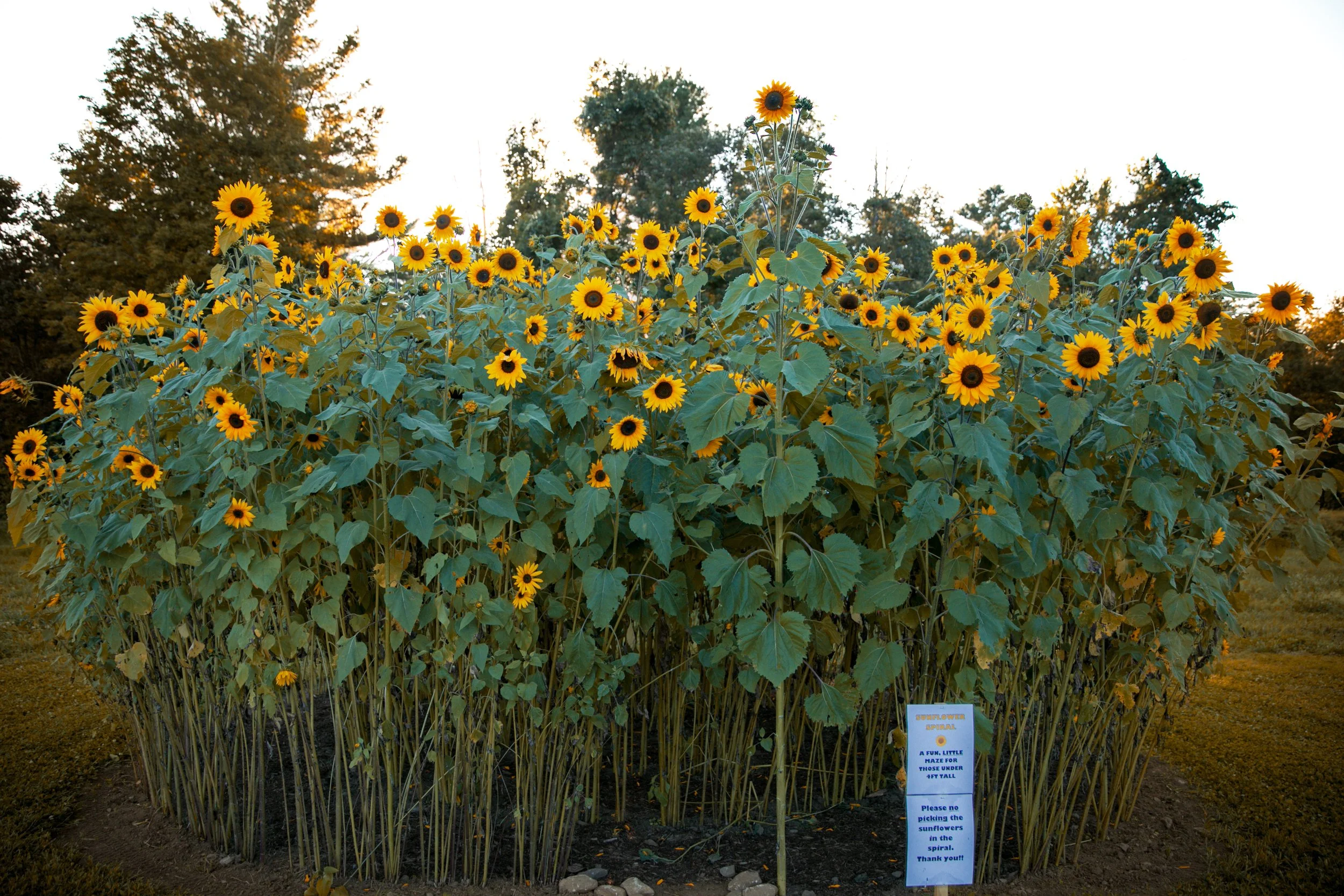 A large pick-your-own sunflower garden with tall sunflower plants and bright yellow flowers, surrounded by trees and a sign at the front.