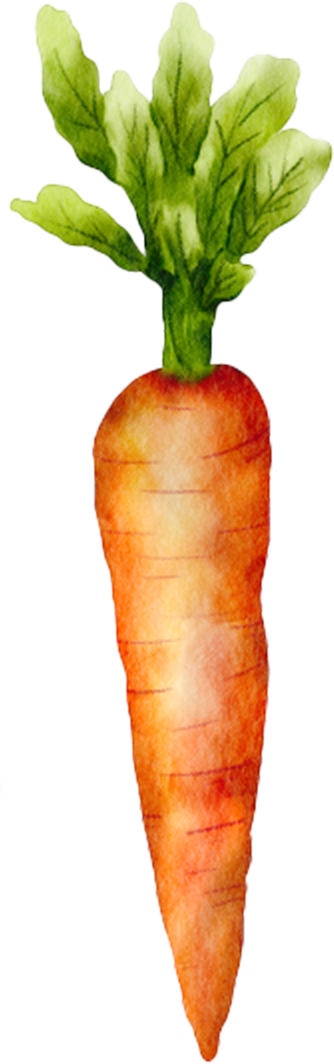 Watercolor illustration of a large orange carrot with green leafy top.