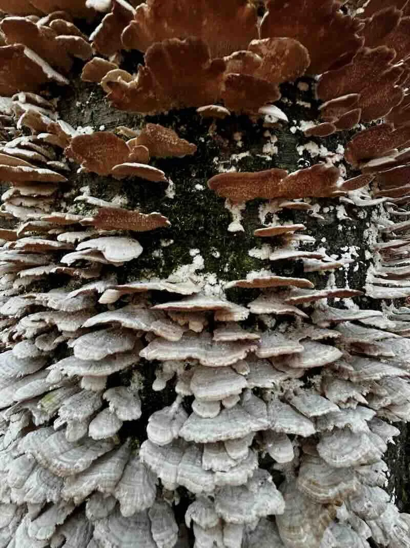 Tree Fungi 1