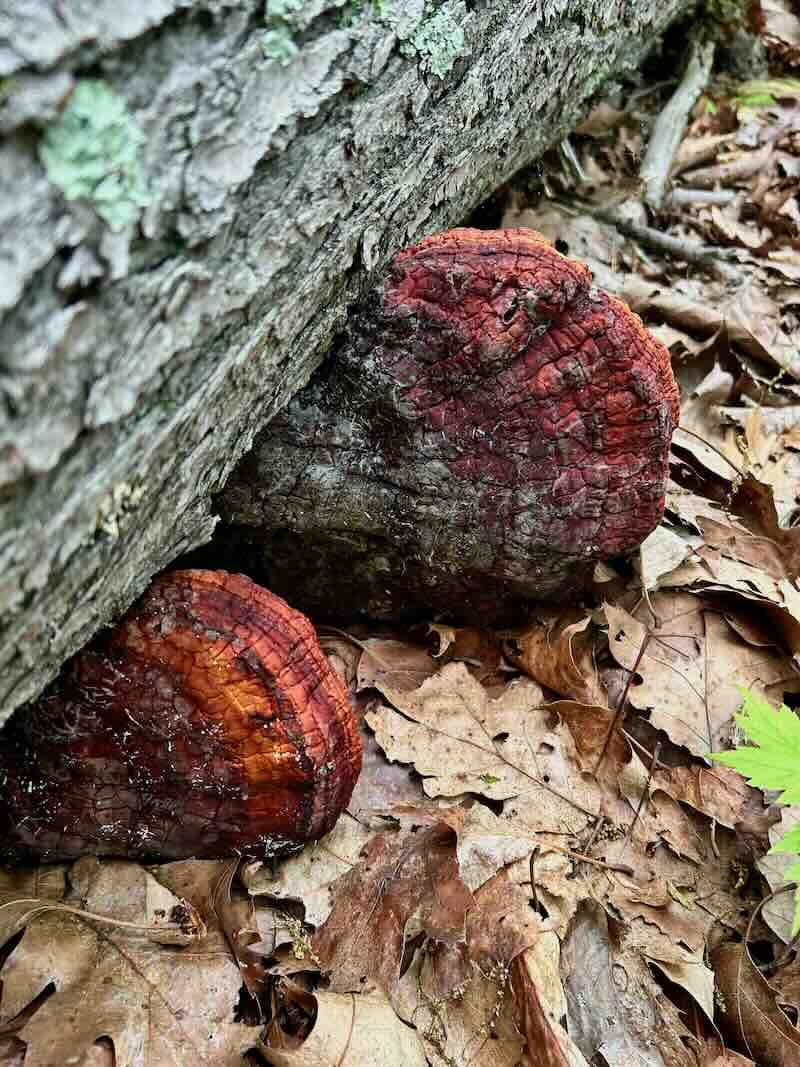 Tree Fungi 3