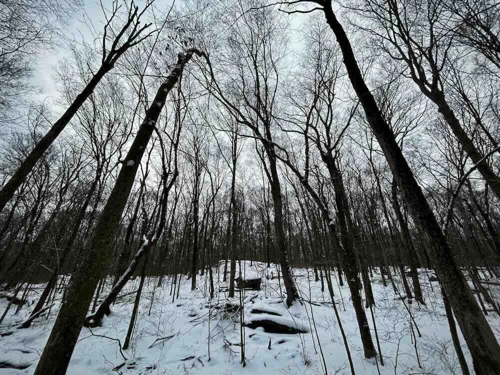 Winter Woods 1001
