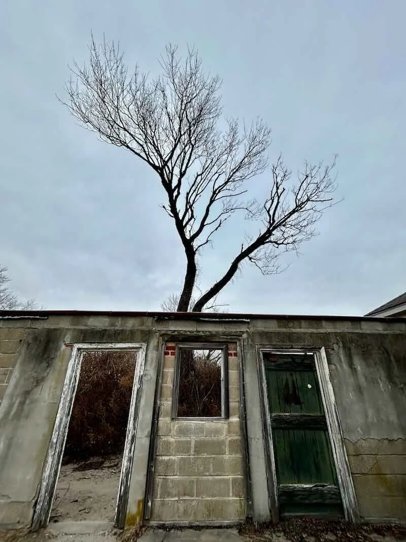 Tree Beyond Wall