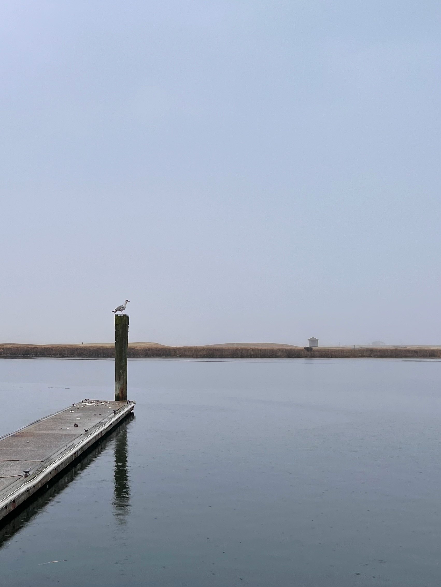 Foggy Morning with Seagull
