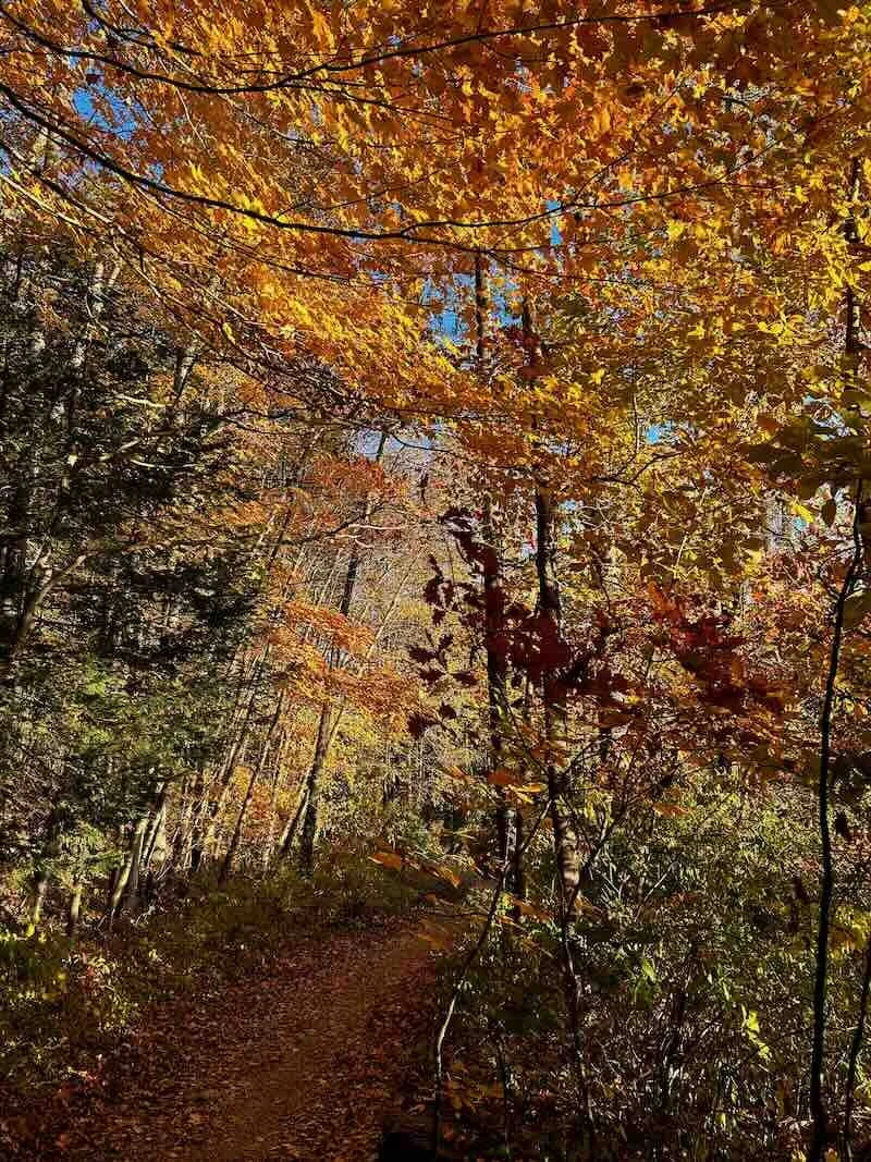 Path Through Autumn