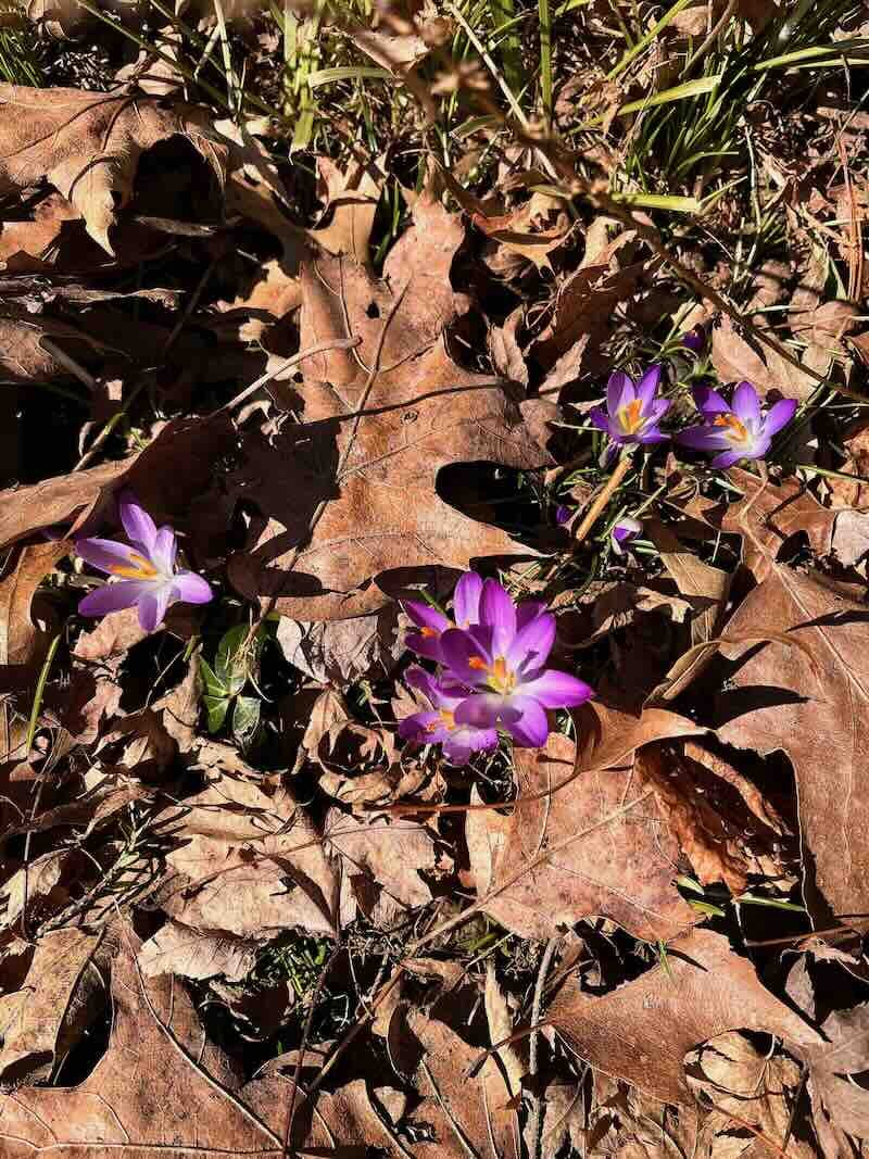 Nature Crocus LoRes.jpeg