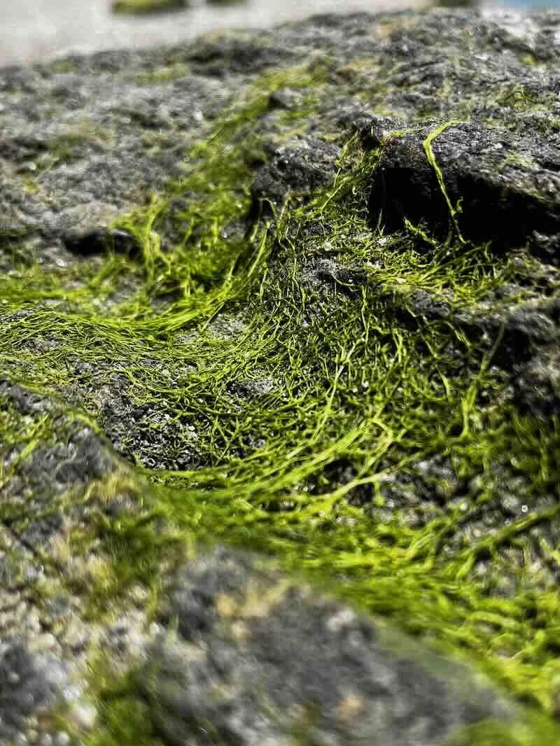 Seaweed on Rock