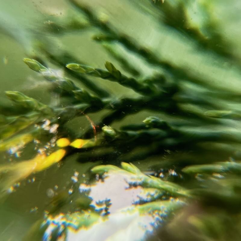 Abstract Green LoRes.jpeg