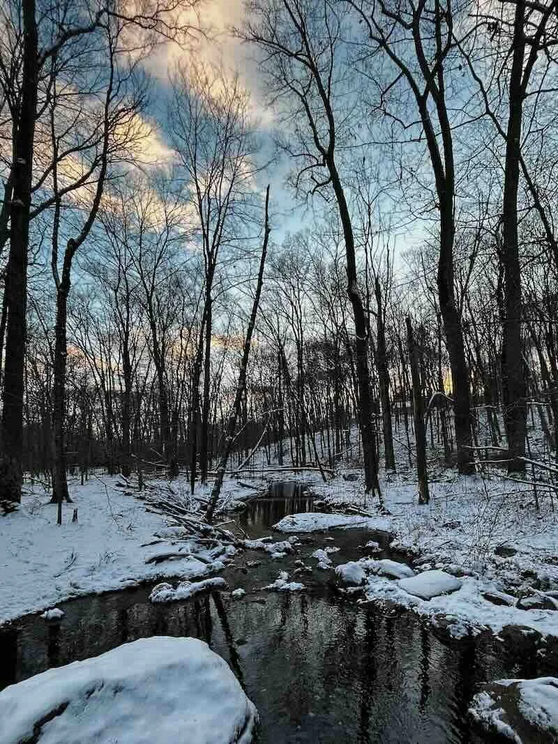 Winter Woods Sunset