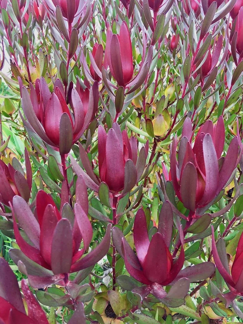 Plett Flowers