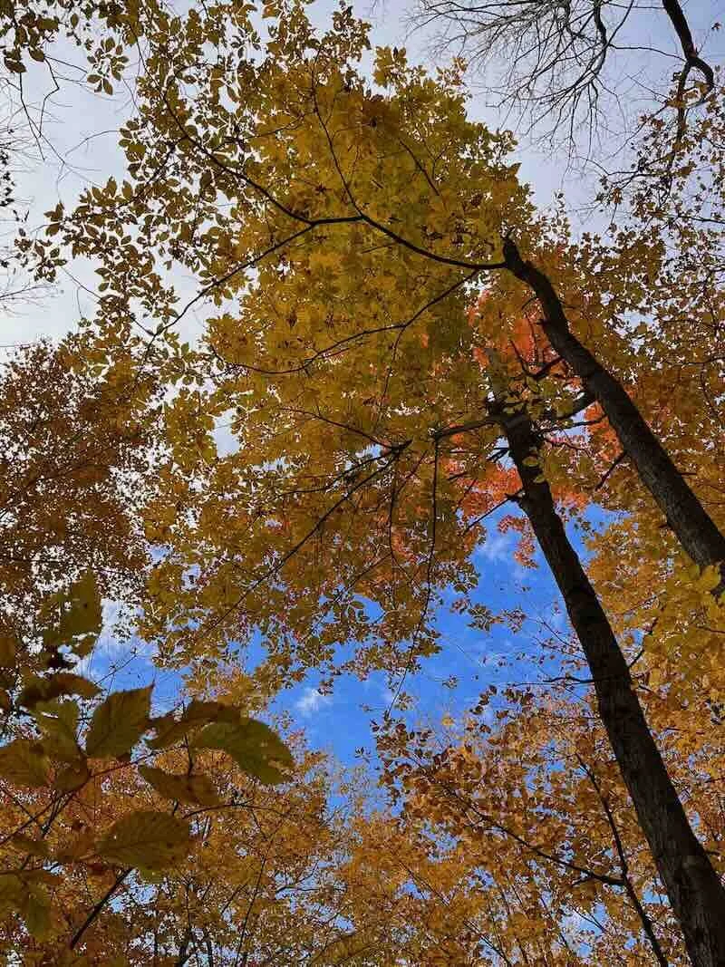 Autumn Leaves on Sky
