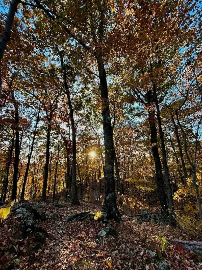 Sun Through Autumn Trees 2