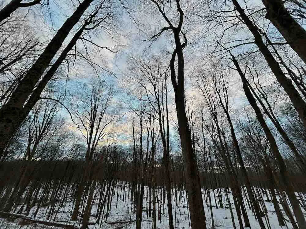 Winter Woods 1000 LoRes.jpeg