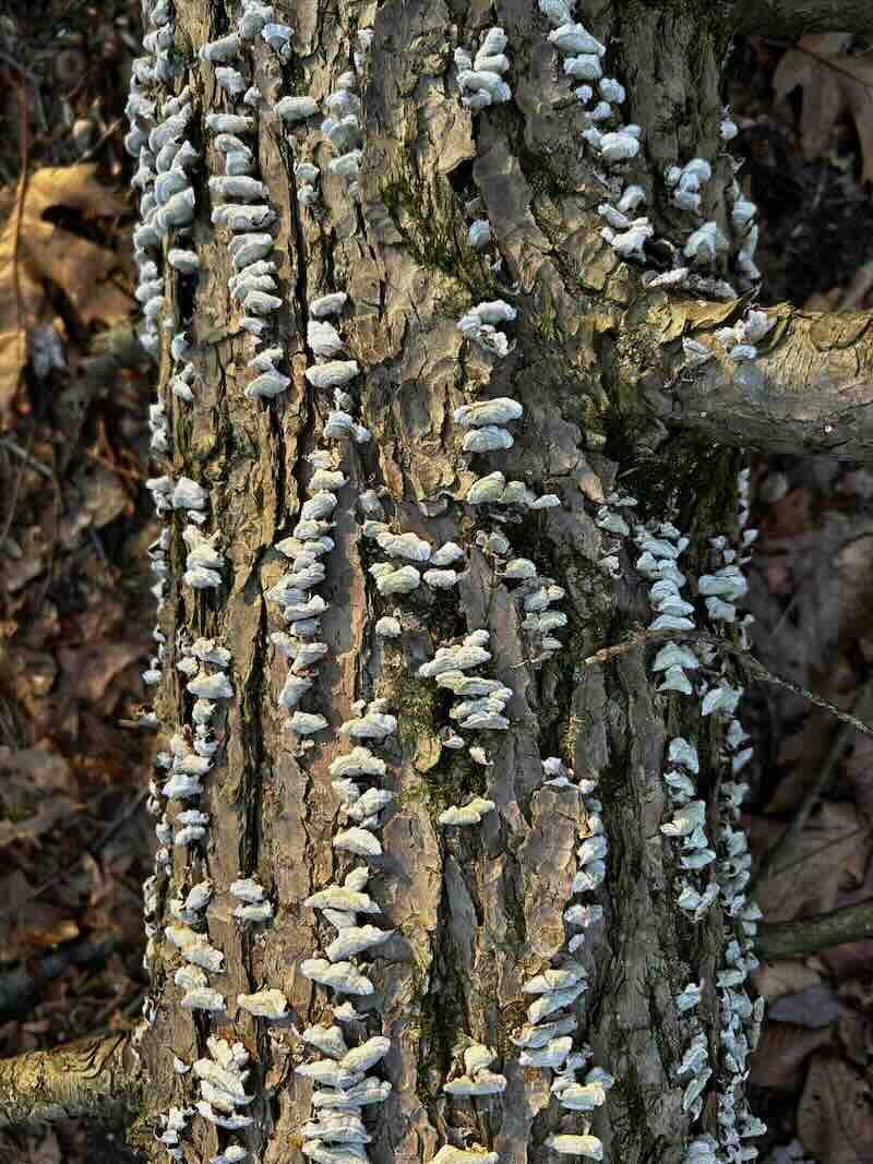 Tree Fungi 2