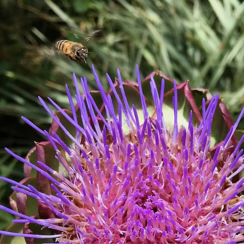 Artichoke Flower with Bee LoRes.jpeg