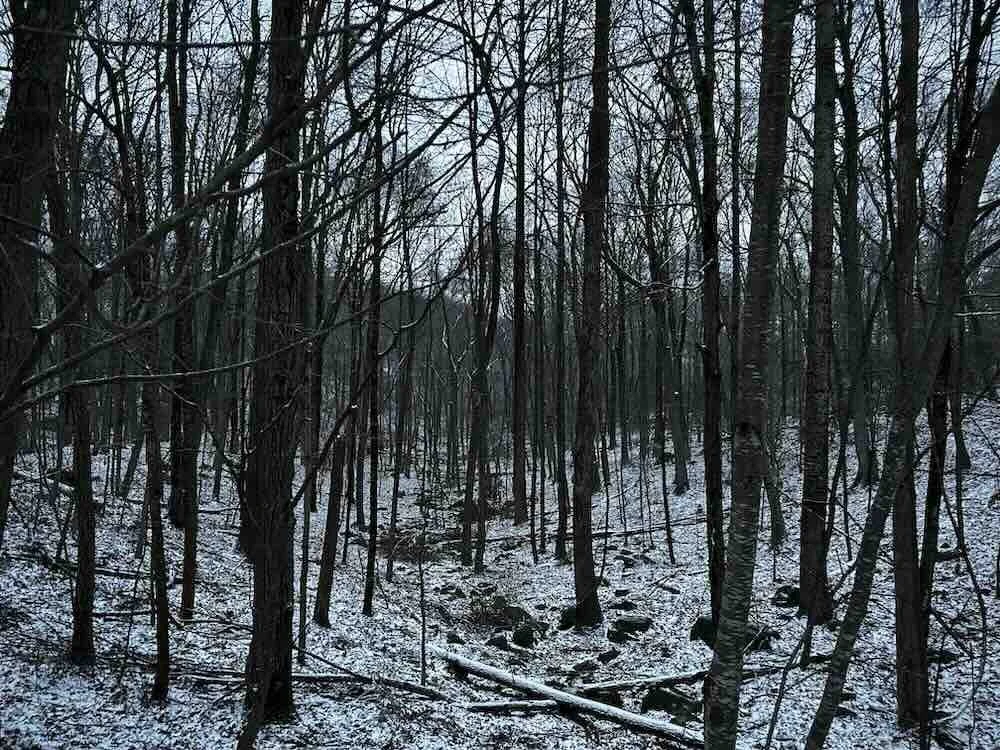 Winter Woods LoRes.jpeg
