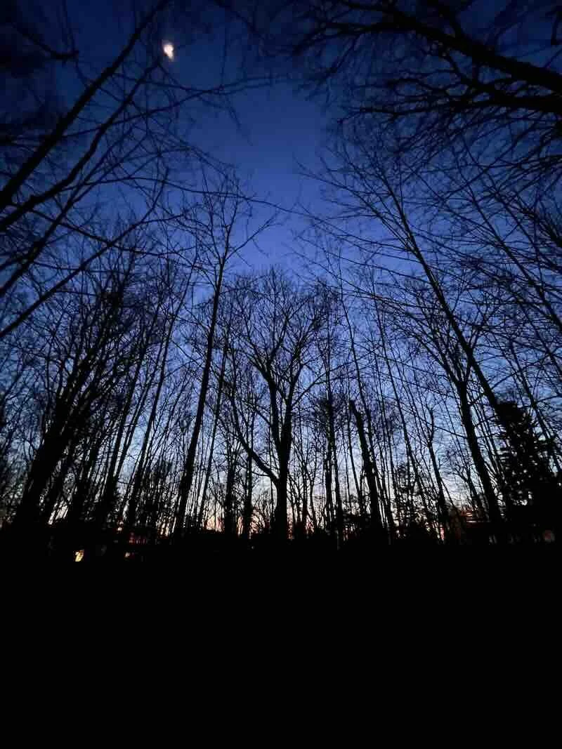 Trees & Moon After Sunset