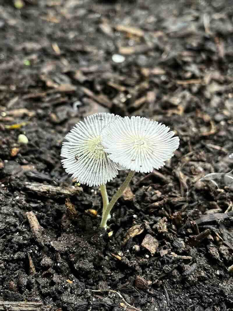 White Mushroom Pair