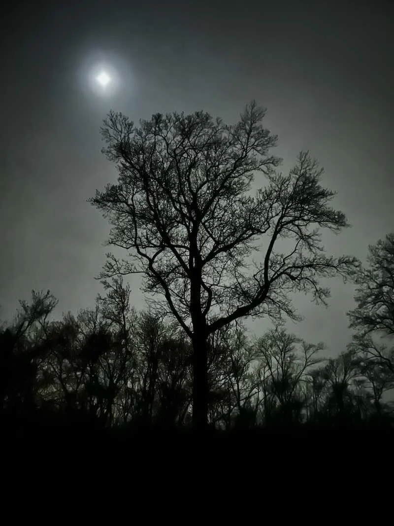 Big Tree & Moon