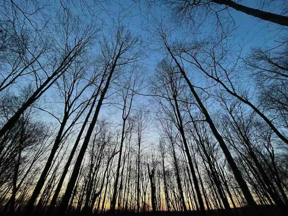 Wide Angle Woods
