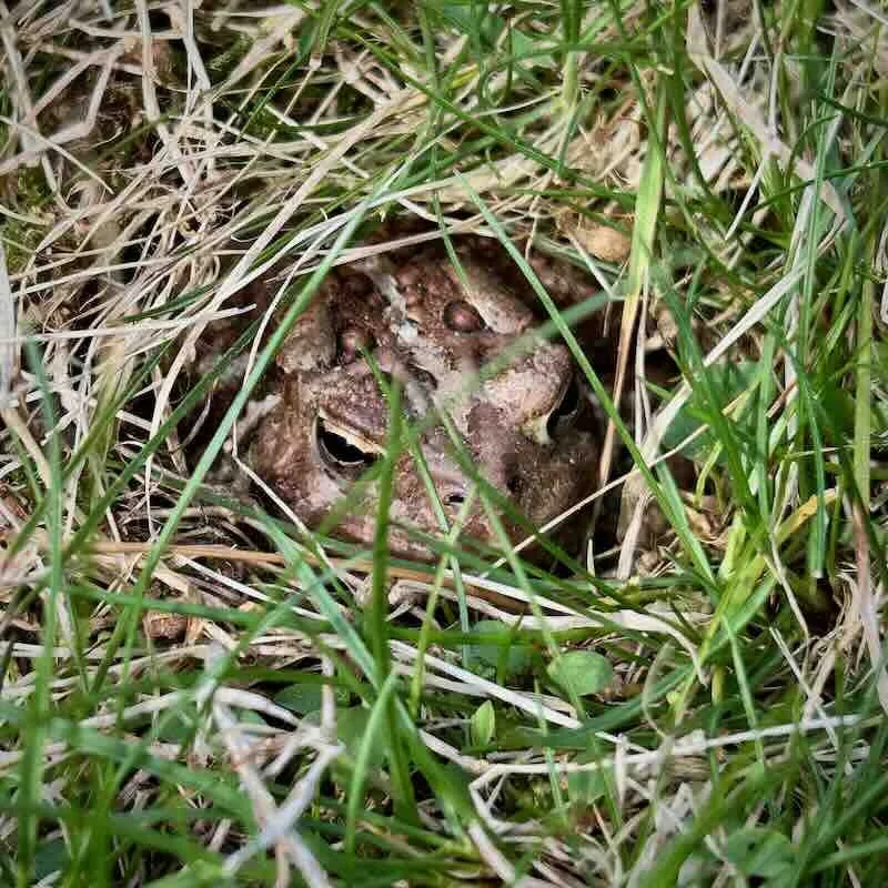 Toad In the Grass