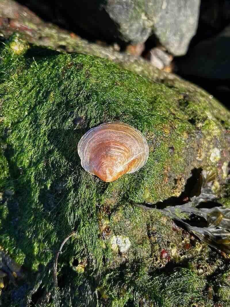 Gold Shell on Green