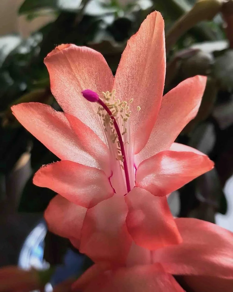 Nature Orange Flower LoRes.jpeg