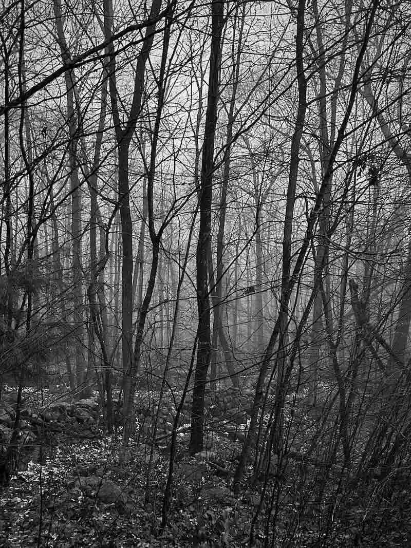 Winter Wall Black & White