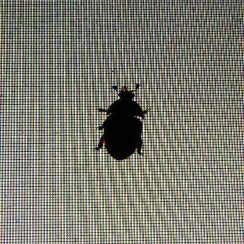 Bug In the System