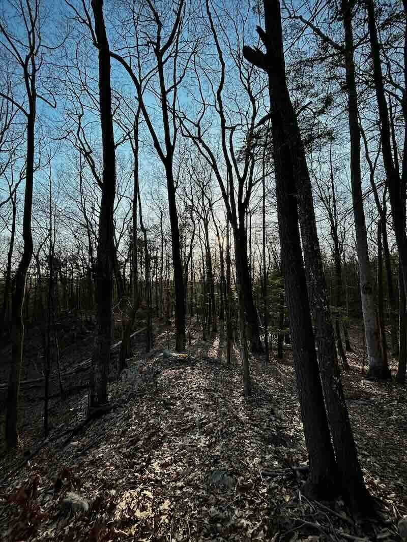Bare Trees on a Ridge