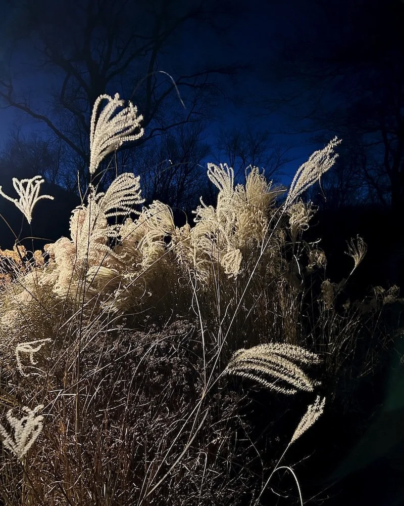 Grass Against Dark Blue Sky