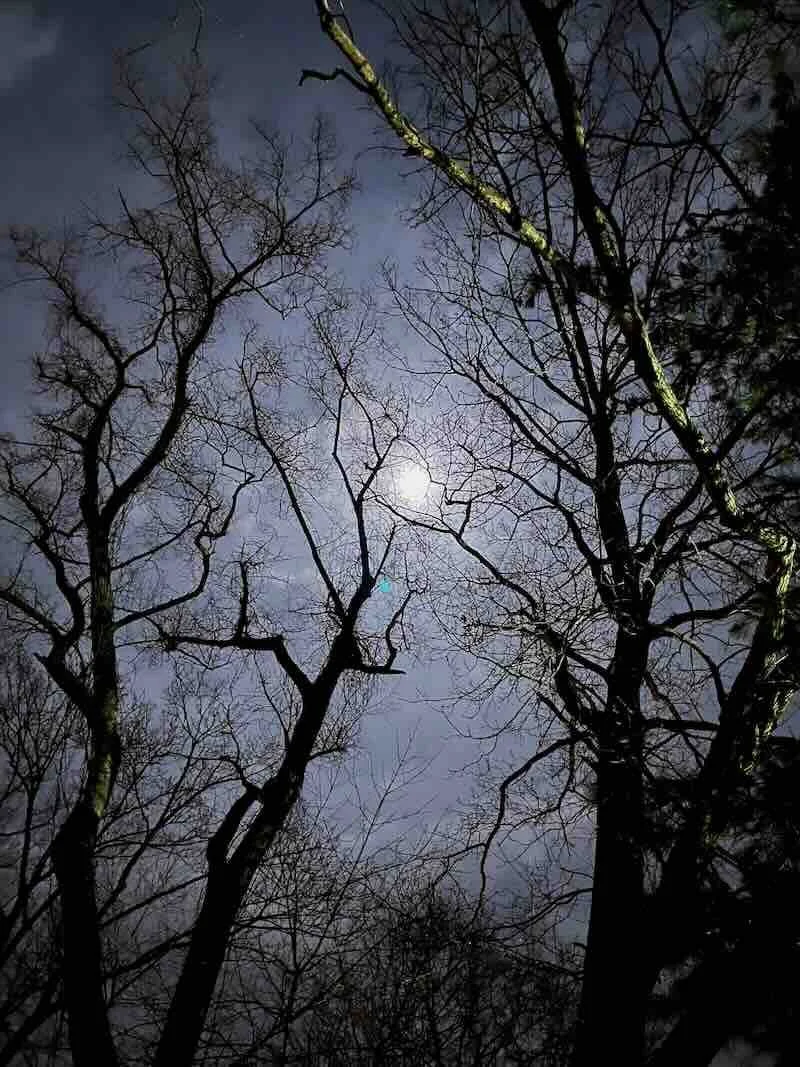 Moon In the Branches