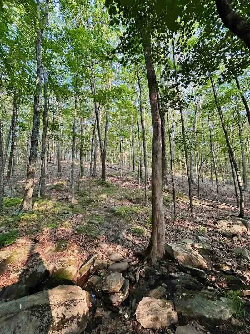 Treed Hill in Spring