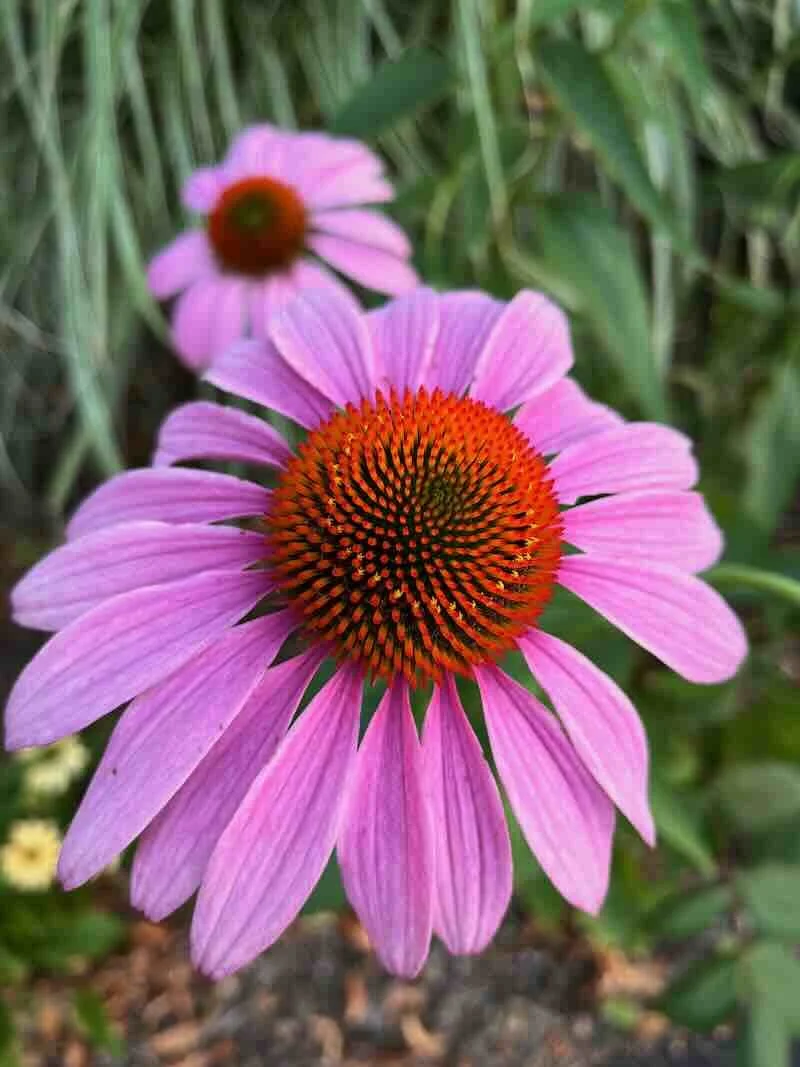 Amazing F@#$ing Flower