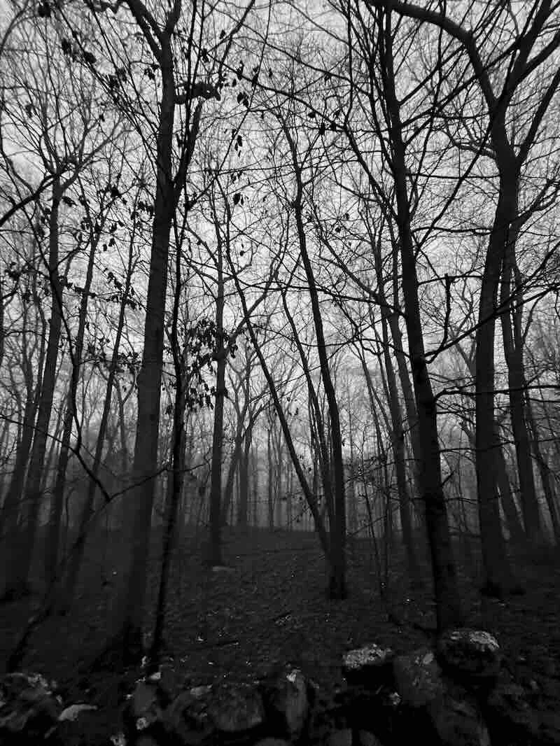Winter Wall Black & White 3