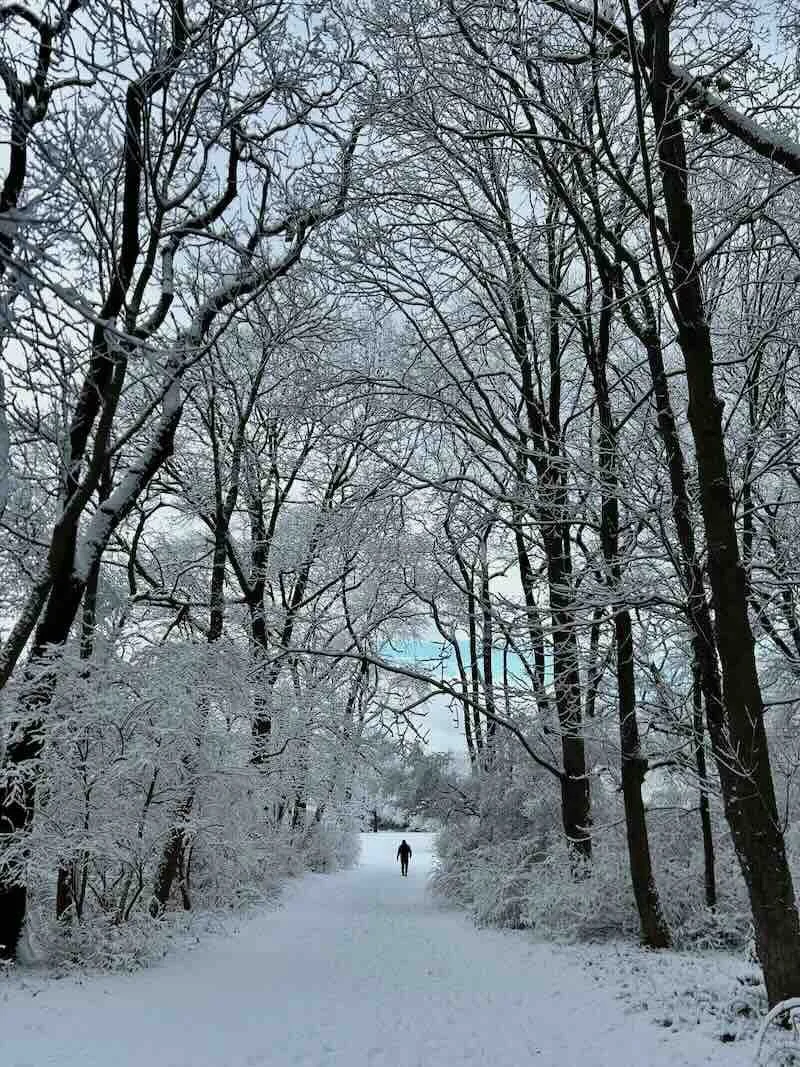 Snowy Path Snowy Trees