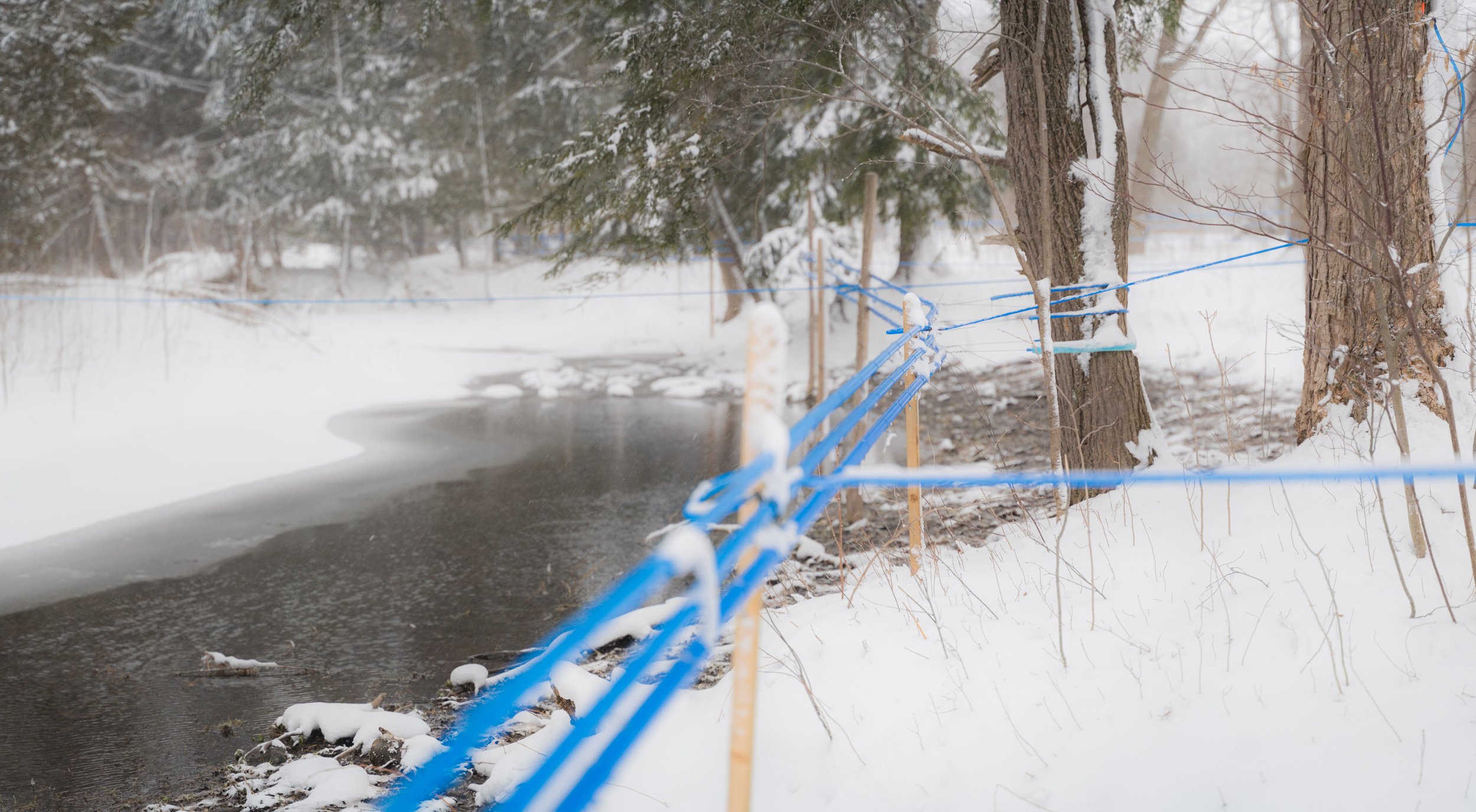 Snow-covered trees and a partially frozen river behind a blue sap lines in a winter landscape. Wholesale maple syrup in Ontario, bulk maple syrup Canada, custom maple syrup gifts, corporate maple syrup favours, maple syrup gift ideas Ontario.