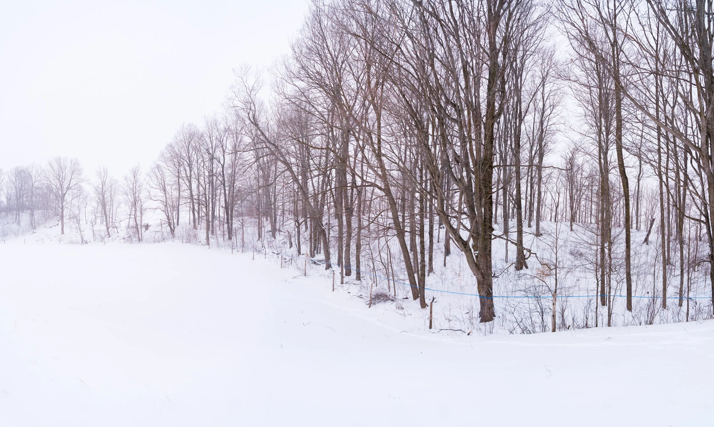 Snow-covered landscape with leafless trees and fog in background. Wholesale maple syrup in Ontario, bulk maple syrup Canada, custom maple syrup gifts, corporate maple syrup favours, maple syrup gift ideas Ontario, maple syrup for restaurants.
