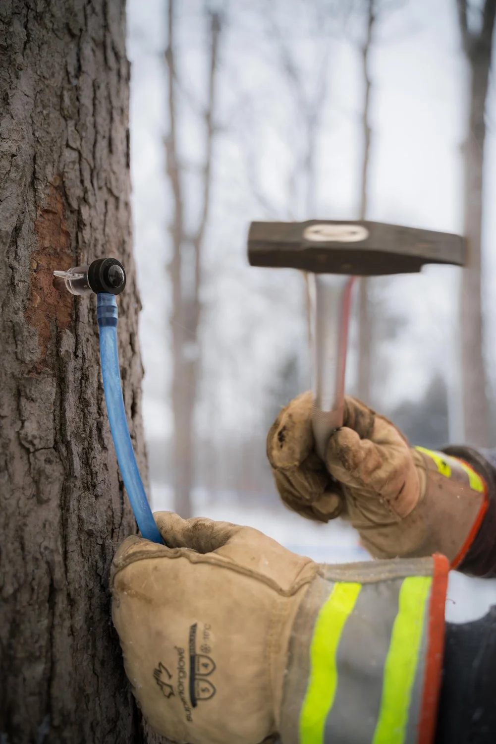 Tapping a tree during maple season -Milestone Ridge Maple Syrup - Pure Ontario maple syrup from Palmerston, Ontario, Canada. Grade A maple syrup available for purchase in golden maple syrup, amber maple syrup, dark maple syrup, bourbon barrel-aged.