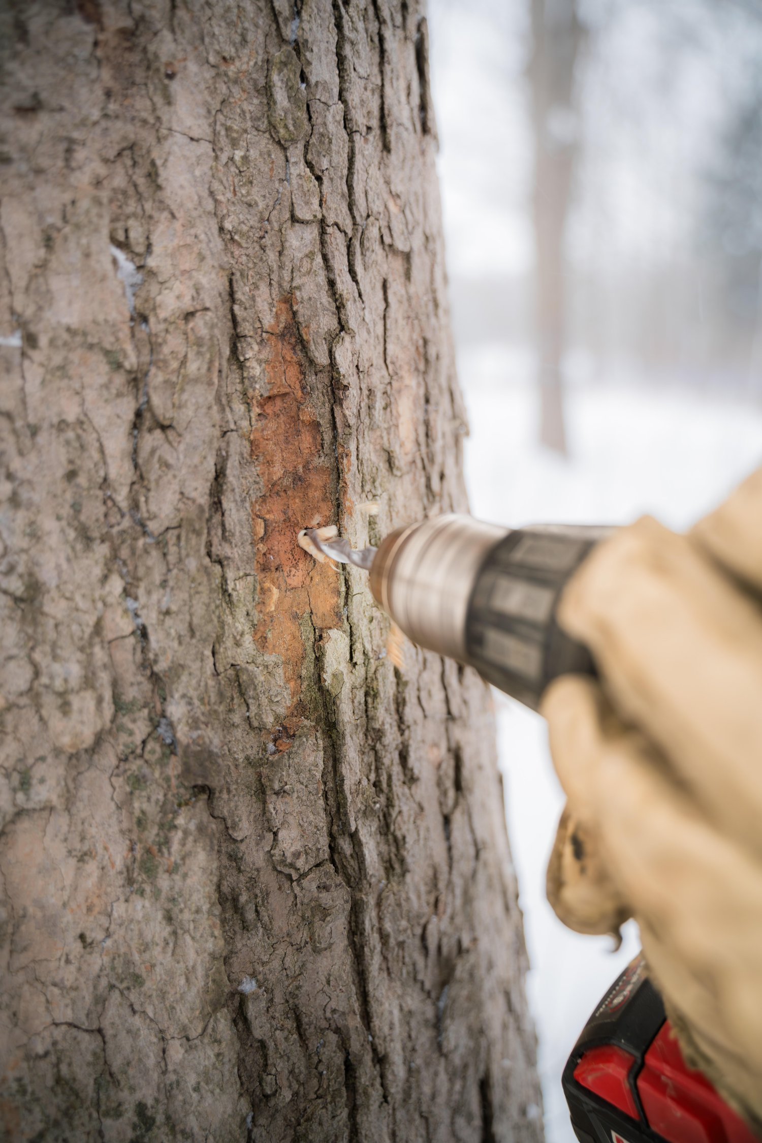Close-up of a tree trunk being drilled with a cordless drill at a winter outdoor setting. The background is blurred with snow and trees, and a person wearing a beige jacket and red gloves is partially visible.