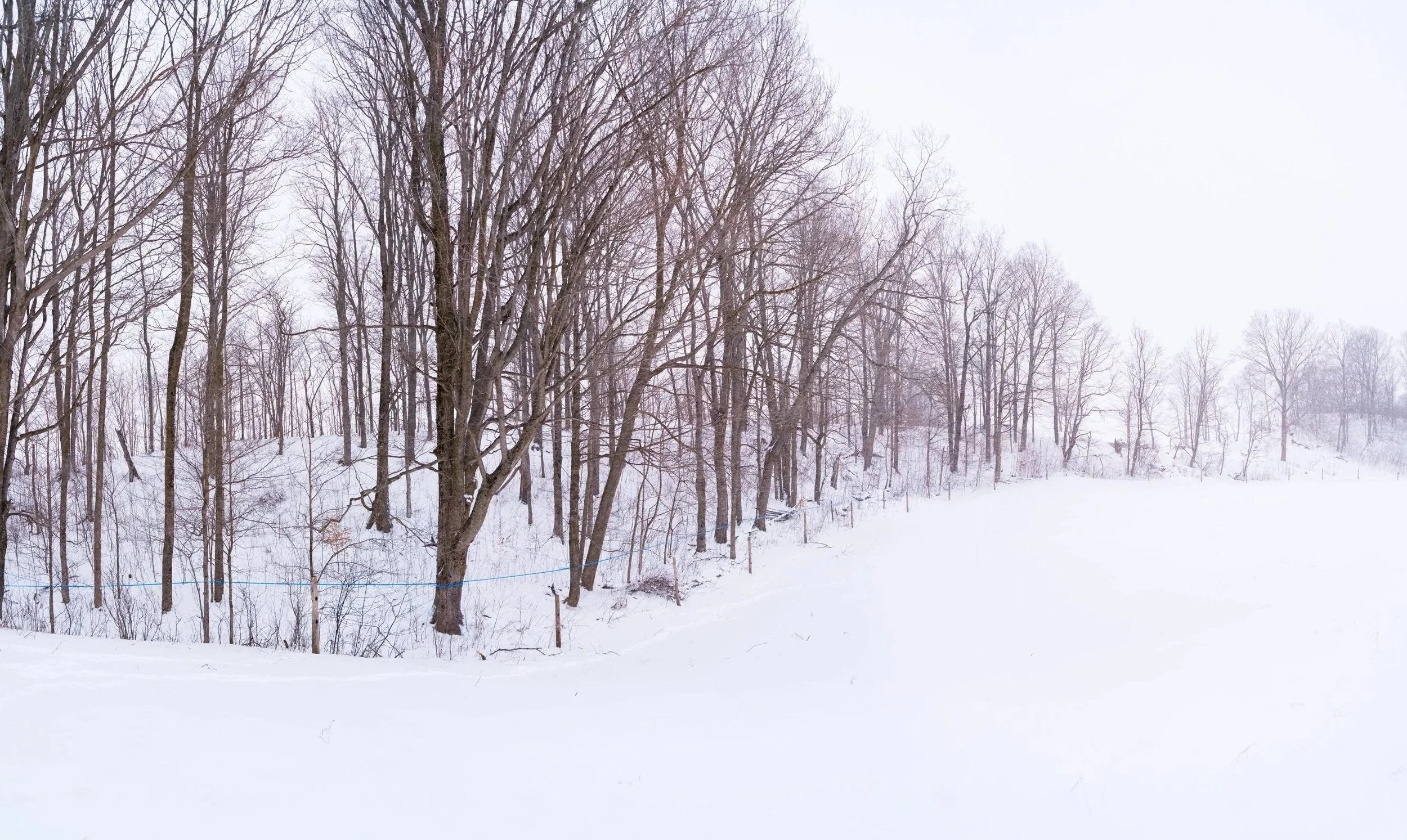 Snow-covered landscape with bare trees and a foggy sky. Milestone Ridge Maple Syrup - Pure Ontario maple syrup from Palmerston, Ontario, Canada. Grade A maple syrup available for purchase in golden, amber, dark, and bourbon barrel-aged maple syrup.