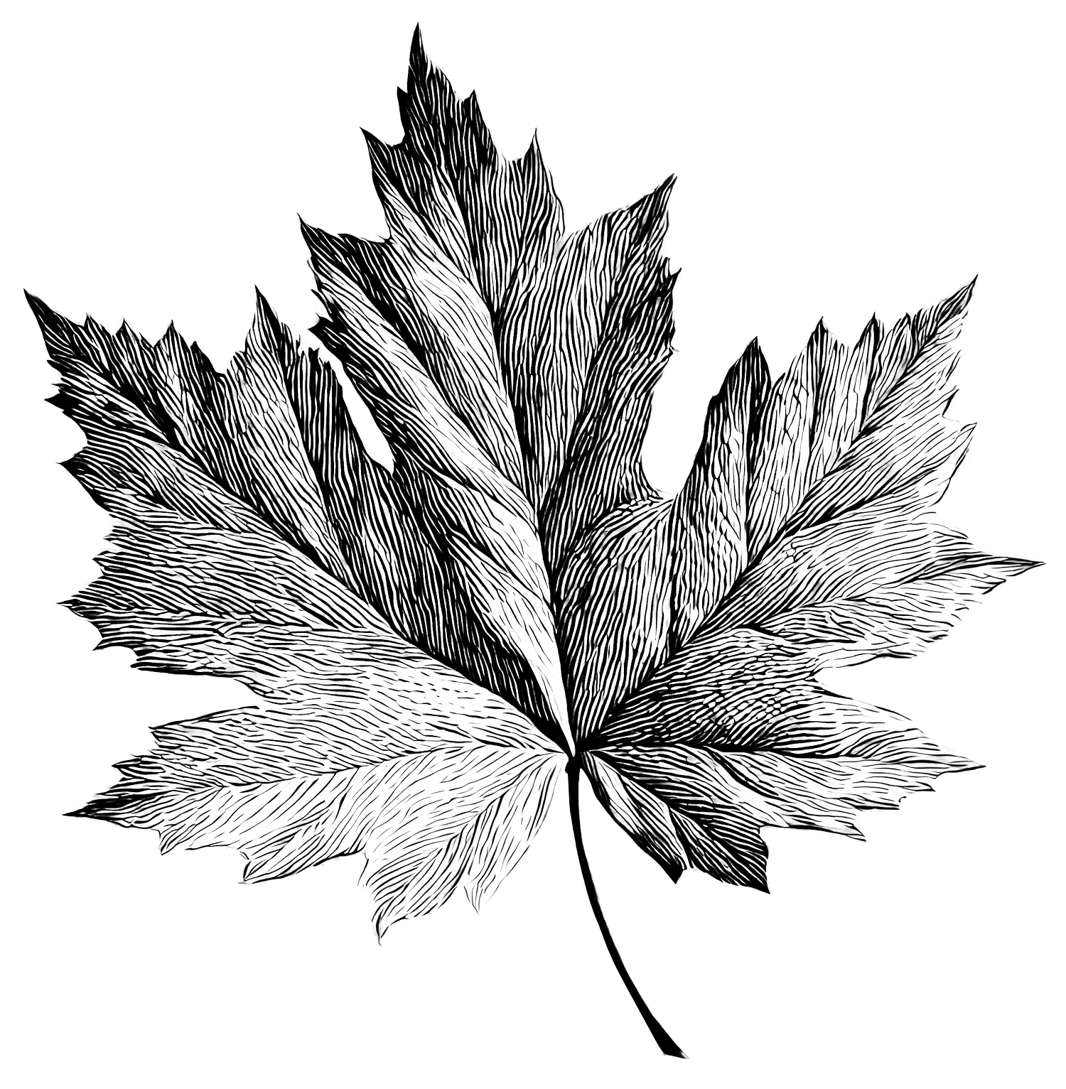 Black and white illustration of three overlapping maple leaves with detailed vein patterns, set against a black background. Grade A maple syrup available for purchase in golden maple syrup, amber maple syrup, dark maple syrup, bourbon barrel-aged map