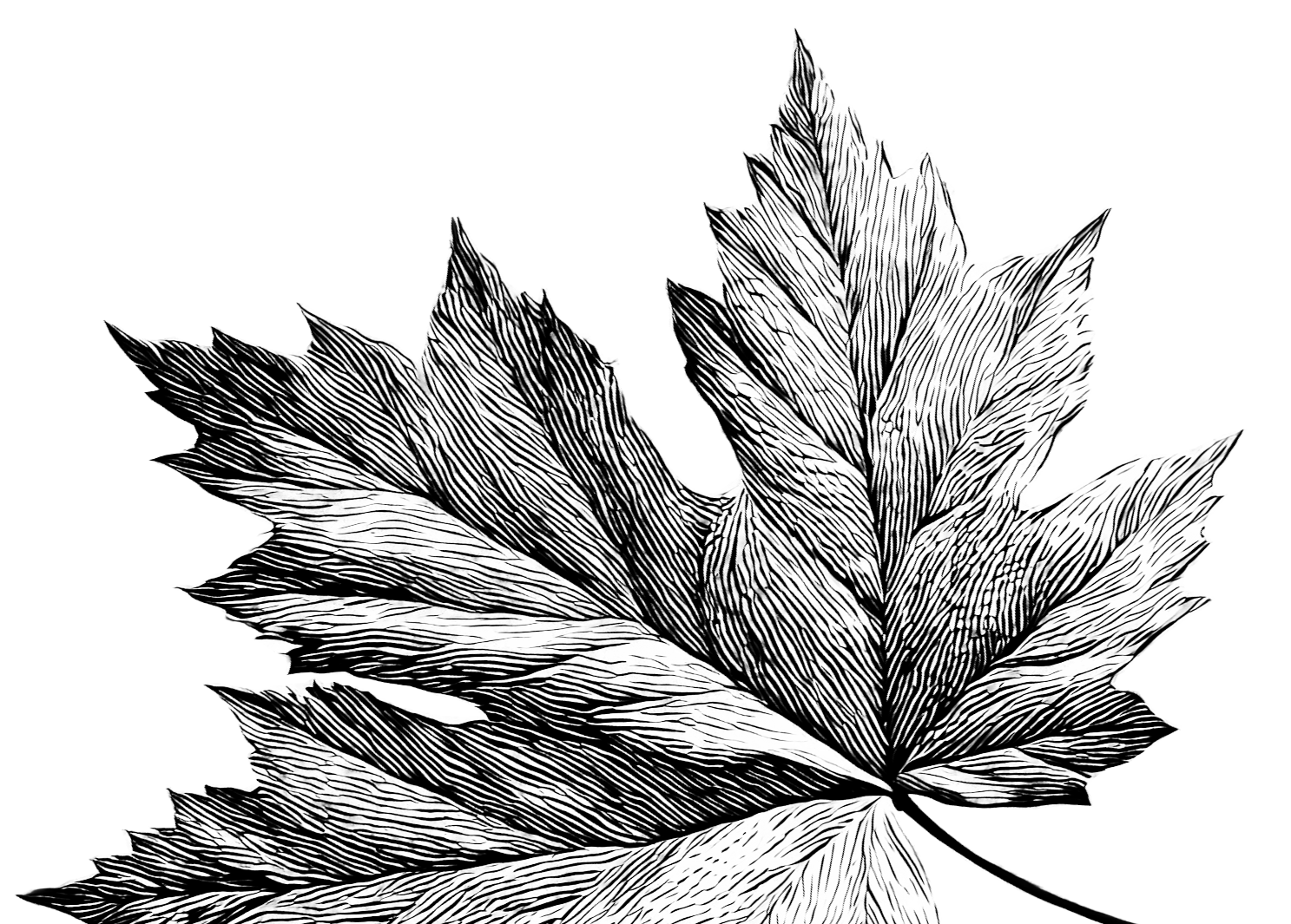 A detailed black and white illustration of a cluster of leaves with prominent veins on a black background. Maple syrup in Palmerston Ontario, buy maple syrup near me, maple syrup Wellington County, maple syrup Perth County, maple syrup Waterloo.