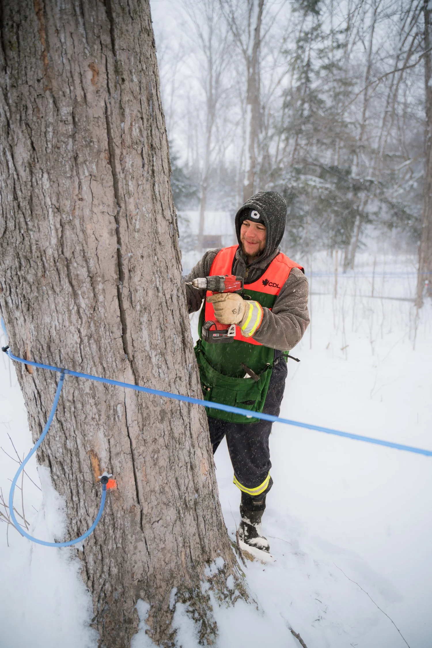 A person dressed in winter gear, including a grey beanie with a logo, an orange safety vest, and reflective pants, is using a drill to attach syrup equipment to a large tree in a snowy forest during winter. Maple syrup in Palmerston Ontario.