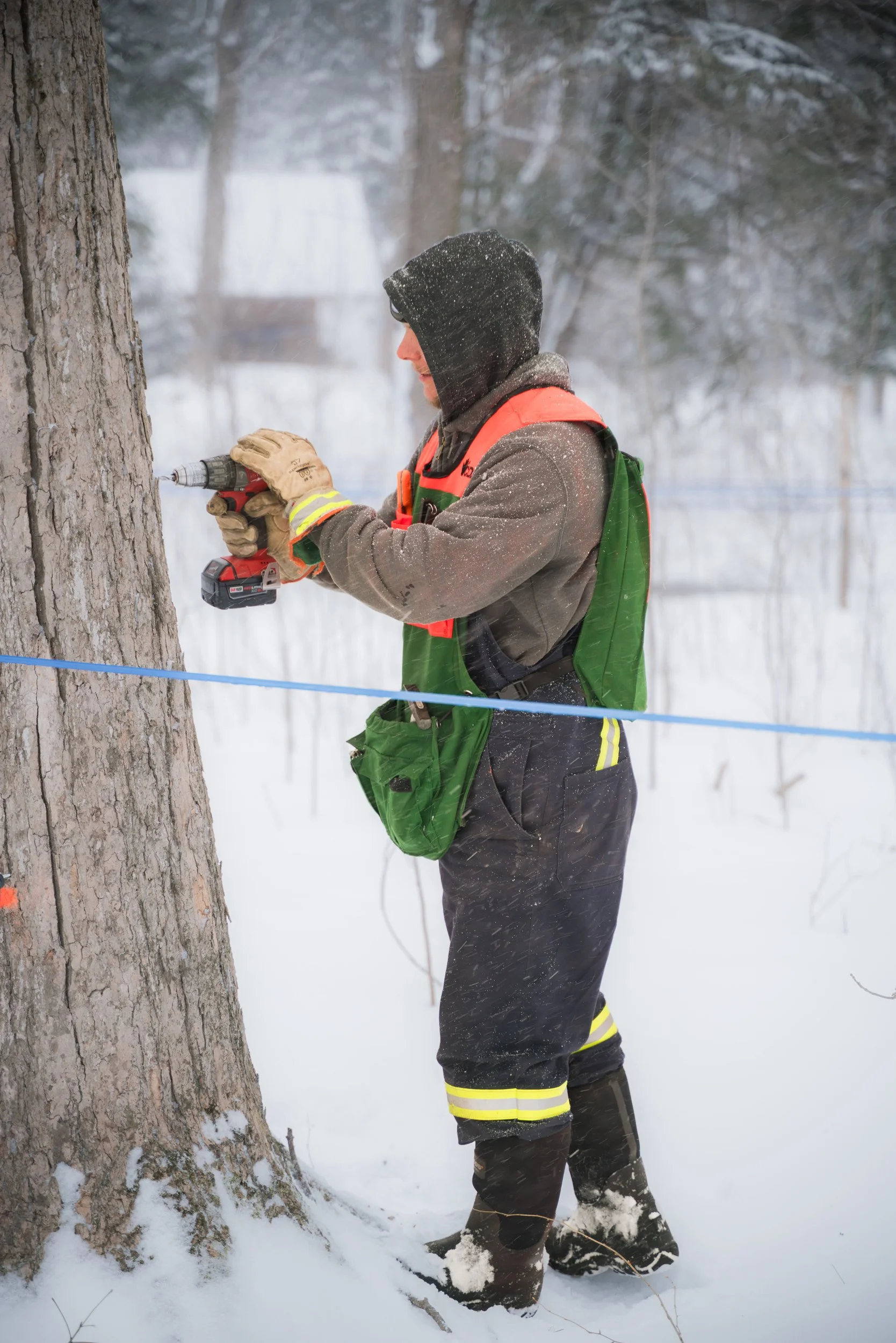 A maple syrup producer in winter gear using a cordless drill on a tree in a snowy outdoor setting. Wholesale maple syrup in Ontario, bulk maple syrup Canada, custom maple syrup gifts, corporate maple syrup favours, wedding maple syrup favours.