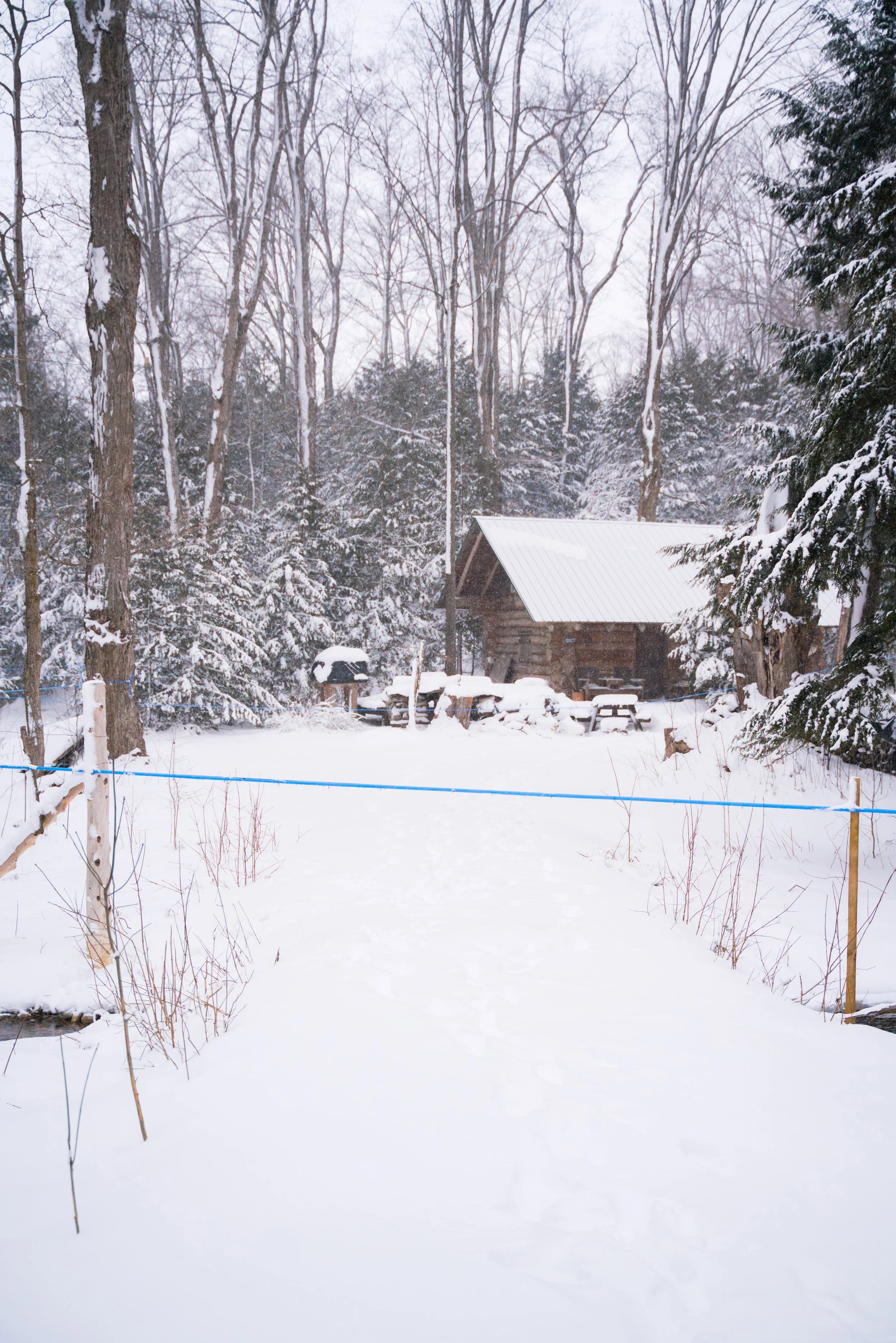 A snow-covered backyard with a wooden shed, surrounded by trees with snow on their branches, and a blue maple syrup lines stretched across the yard. Maple syrup in Palmerston Ontario, buy maple syrup near me, maple syrup Wellington County.